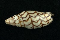 藏品(白蘭地渦螺)的圖片